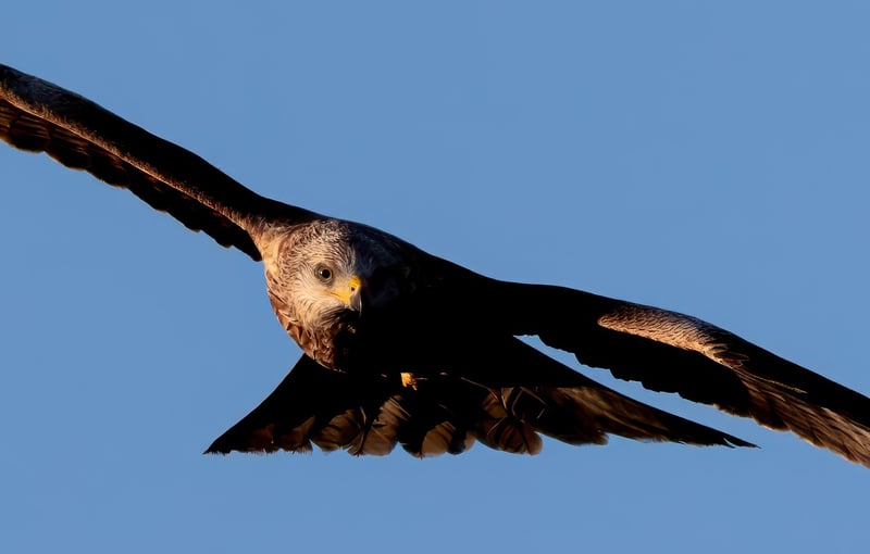 Newspaper Kite